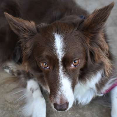 边境牧羊犬 狗 宠物 动物 哺乳动物 品种 朋友 伴侣 犬类