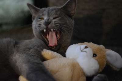 猫 小猫 家猫 动物 家畜 可爱的 小猫咪 猫肖像 猫眼 毛皮