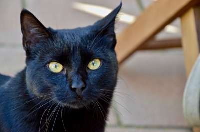 动物界 肖像 美丽的 猫 黑色的 眼睛 动物 观测 吉祥物