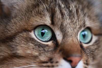 猫 小猫 可爱的 肖像 眼睛 宠物 动物 毛皮 小的 棕色