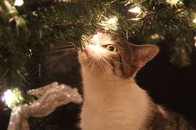 基蒂 圣诞节 猫 灯 棕色猫 棕色的光 棕色的灯