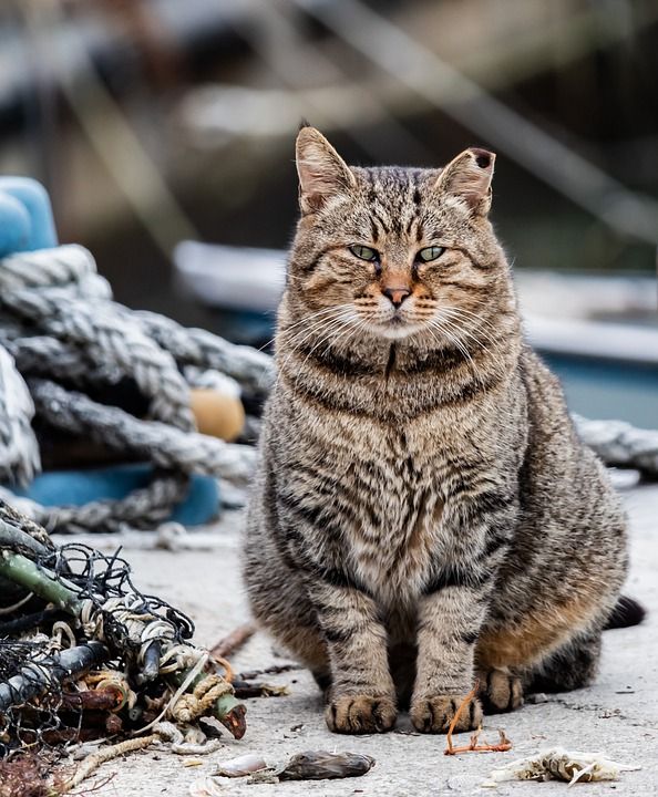 猫咪 梅莱 动物 动物医院 小猫 灰色的 哺乳动物 肖像 国内的