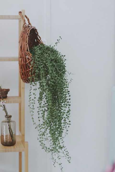 清新 家居 植物