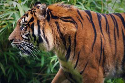 老虎 动物 动物园 哺乳动物 大猫 野生动物 捕食者 荒野