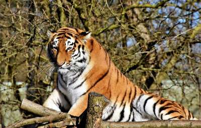 老虎 大猫 捕食者 野猫 危险的 高贵 大华 野生动物 动物园