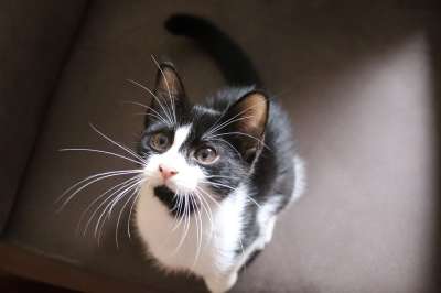 猫 家猫 动物 家畜 小的 小猫 猫脸 看法