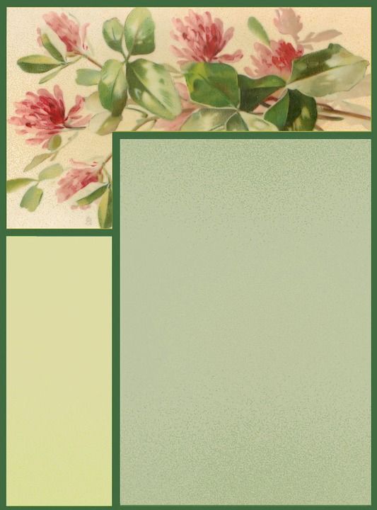 剪贴簿 纸 页 框架 静止的 花 三叶草 花束 花园 叶子
