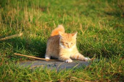 猫 小猫 猫宝宝 年轻的猫 红猫 家猫 草