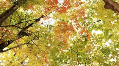 秋天 落下 叶 树叶 树 树木 美丽的 颜色 丰富多彩的 美