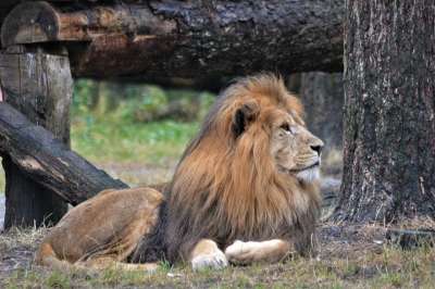 狮子 鬃毛 捕食者 大猫 动物 男性 危险的 野生动物 食肉动物