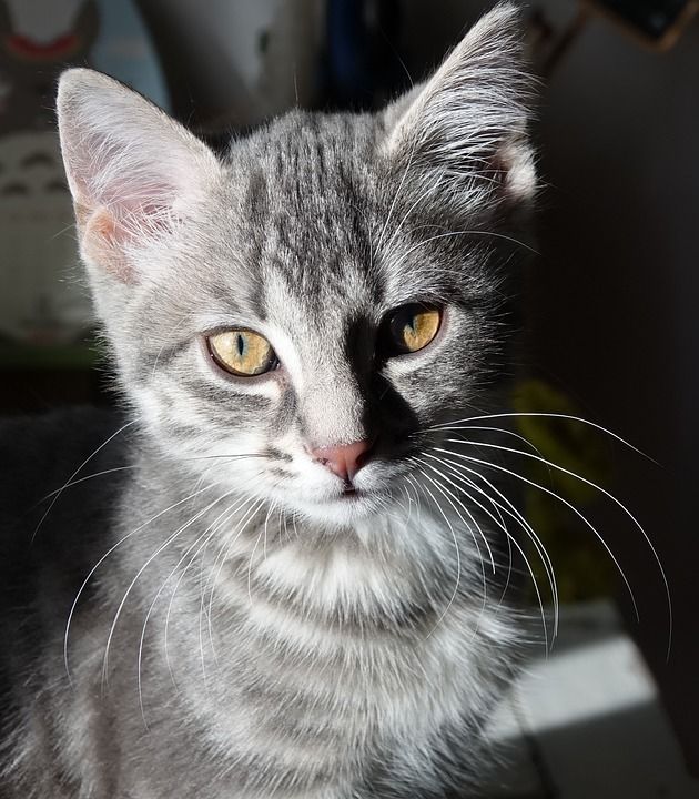 猫 小猫 老虎 Pellouailles Les Vignes
