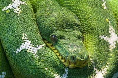 线 Python 动物 头皮 生物 黑鱼 蛇亚 玻璃容器 危险