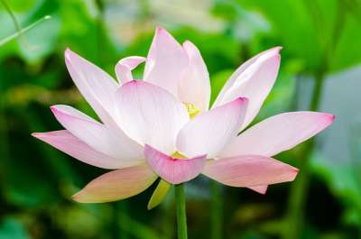 水 花 自然 花园 植物 春天 夏天 花的 有天赋的人 开花