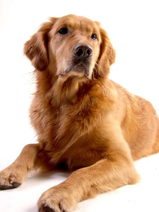 金毛猎犬 狗 动物 戈尔迪 鼻子 忠于 亲爱的