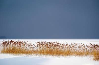 冬天 湖 冻结 冰淇淋 芦苇 寒冷的 雪 冬季景观 冰冻的湖水