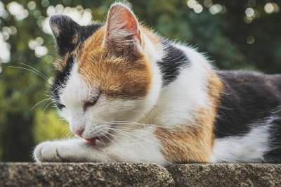 猫 三色 幸运猫 家猫 动物 家畜 关闭 女性 优美 轻松