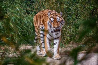 老虎 动物园 大猫 捕食者 野生动物 猫 野猫 蒂尔加滕