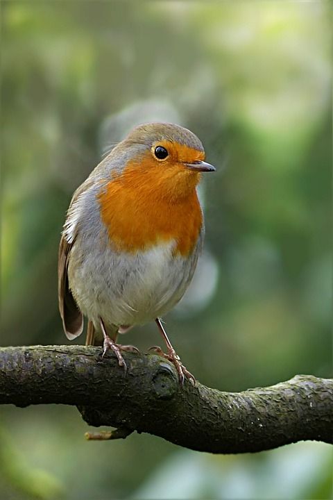 鸟 知更鸟 Erithacus Rubecula 科 冬天 觅食