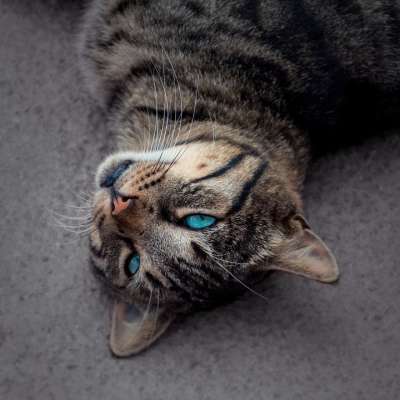 猫 蓝眼睛 老虎 肖像 动物 眼睛 家畜 脸 蓝色的 家猫
