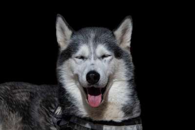 哈士奇 狗 极地狗 黑色背景 狗背景 狗壁纸 犬类 宠物