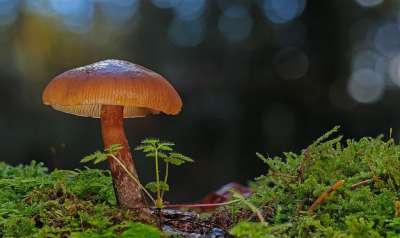 蘑菇 森林蘑菇 苔藓 木耳 光盘真菌 弱点 落下 森林