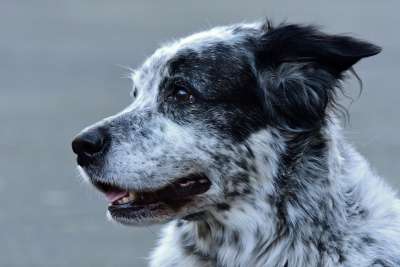 狗 动物 哺乳动物 犬类 鼻子 枪口 头 颚 眼睛 耳朵