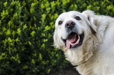 狗 黄金猎犬 白色的 头发 动物 宠物 快乐的 愉快 毛茸茸的