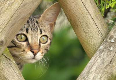高清壁纸 小猫 猫 宠物 猫科动物 动物 毛皮 哺乳动物 国家的