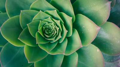 绿色 植物 自然 生长 繁荣 叶子 树叶 花 抽象 花园