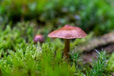 蘑菇 真菌学 菌 森林地面 自然 落下 森林 特写 植物群
