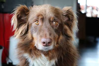 狗 澳大利亚牧羊犬 淘气