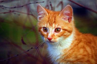 猫 小猫 猫宝宝 红虎斑 猫肖像 落下 红猫