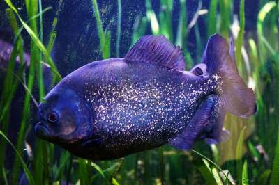 水下 自然 鱼 水域 游泳 动物 水族馆 野生动物 荒野 颜色