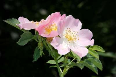 狗玫瑰 布什玫瑰 开花 粉红伞形花 衬套 初夏