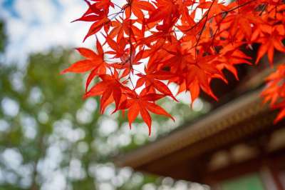 枫叶 秋季 叶 秋天的叶子 秋季树叶 寺庙 区 高野山
