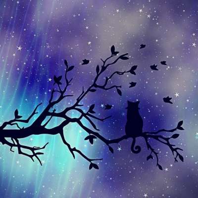 质地 背景 猫 树 夜空 傍晚的天空 星星 星空 分行 气氛