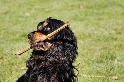 可卡猎犬 狗 戏剧 草地 戳 动物 可爱的 毛皮 三色 可卡犬