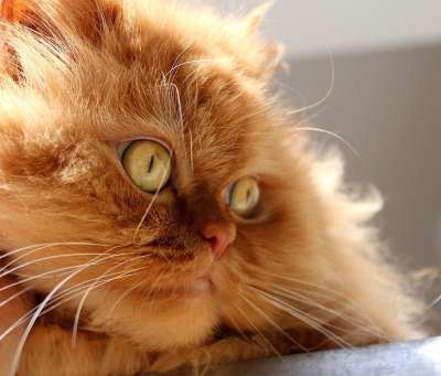 动物 猫 可爱的 小猫 家畜 家猫 猫眼 头 头发 蓬松的