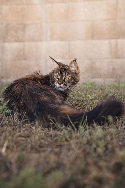 猫 缅因库恩 基蒂 小猫 老虎 野猫 动物 起毛 蓬松的