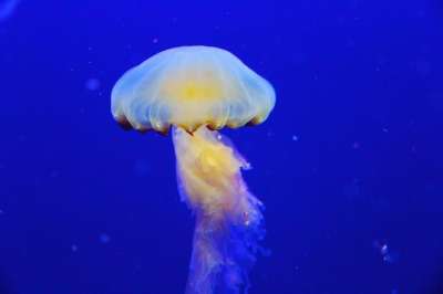 海蜇 鱼 蓝色的 水族馆 美丽的 迷人的 新加坡 海洋 海上生活