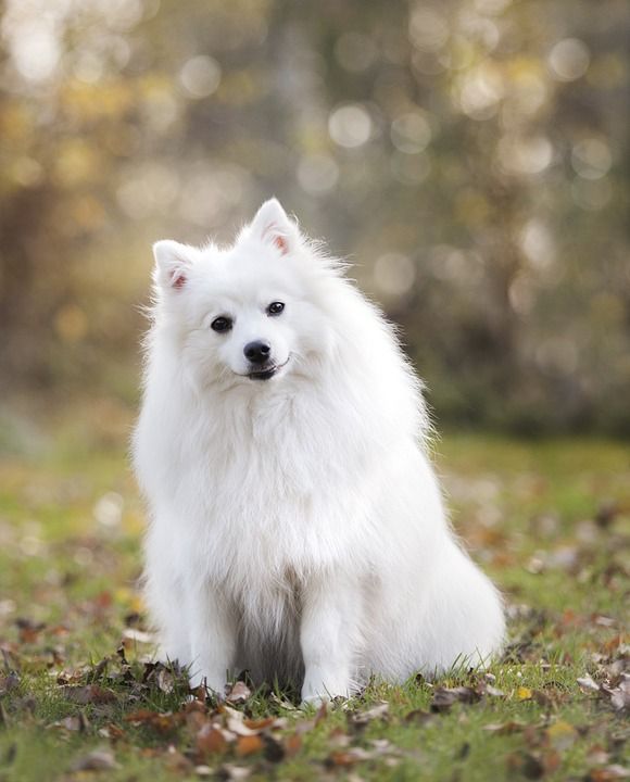 狗 小狗 犬类 白狗 毛皮 毛茸茸的 白毛 日本前锋 纯种