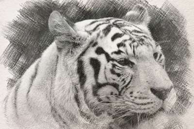 画画 素描 老虎 脸 轮廓 头 动物