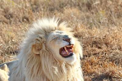 白狮子 白色的 狮子 雄狮 男性 鬃毛 大猫 捕食者 动物
