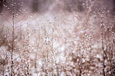 植物 雪 冬天 降雪 白色的 覆盖 季节 自然 冰冷的 花朵
