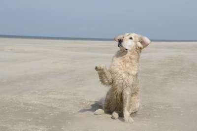 金毛猎犬 狗 海滩