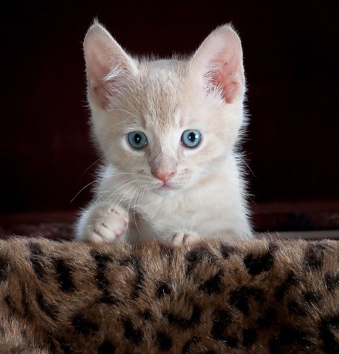 基蒂 猫 小猫 宠物 动物 可爱的 猫科动物 国内的 年轻