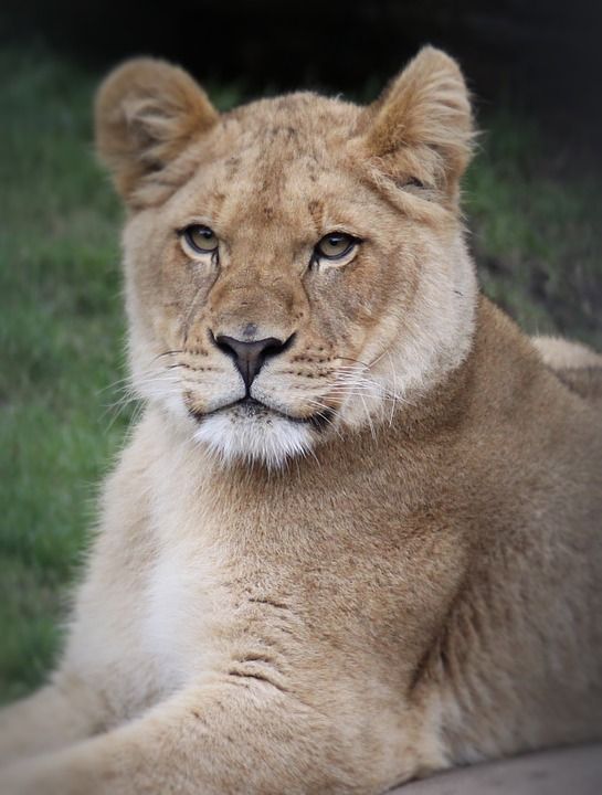 猫 哺乳动物 狮子 野生动物 动物肖像 棕色狮子