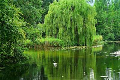 垂柳 池塘 水 天鹅 反射 夏天 植被 树木 风景秀丽的 绿水