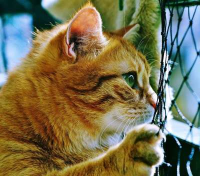 猫 宿醉 红色的 可爱的 鲭鱼 老虎 舒适 动物 家猫 毛皮