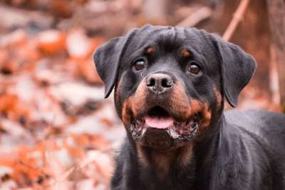 狗 肖像 可爱的 哺乳动物 动物 罗威纳犬 落下